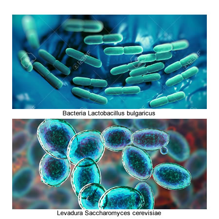 Lactobacillus bulgaricus bacteria.  y Levadura Saccharomyces cerevisiae.
